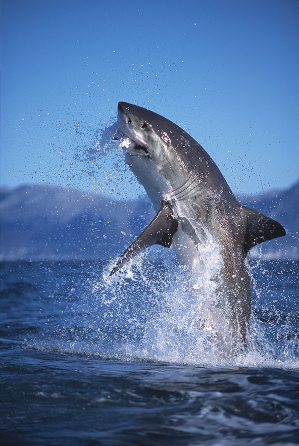 כריש לבן מזנק מהמים