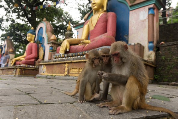 קופים במקדש הקופים בקטמנדו