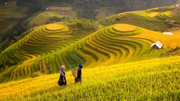טרסות האורז באזור סאפה בווייטנאם