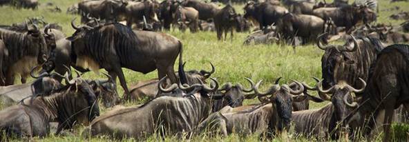 נדידת הפרסתניים בעקבות הגשמים והמרעה היא אחת מתופעות הטבע המדהימות בעולםנדידת הפרסתניים בעקבות הגשמים והמרעה היא אחת מתופעות הטבע המדהימות בעולם