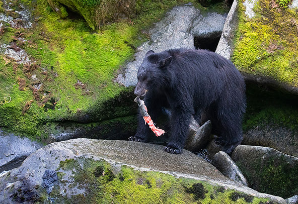 הפעילות של הדובים בשטח השמורה מספקת אינספור אפשרויות צילום מרגשות