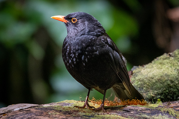 ציפורים בזילנדיה