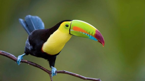 בקוסטה ריקה יש עולם חי עשיר ומגוון גדול של ציפורים טרופיות | צילום: אסף שלוסברג