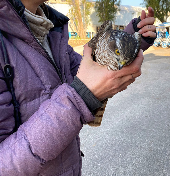 נקבת הנץ הפצועה