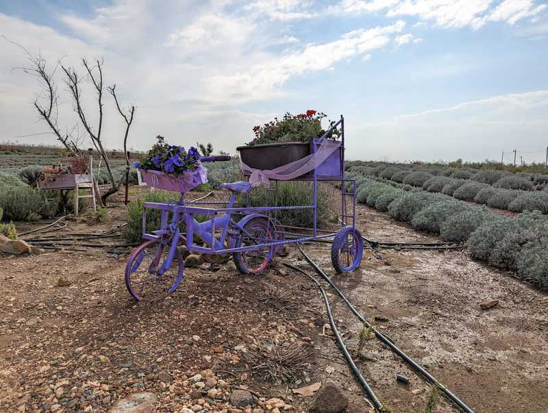 עזיזו לבנדר