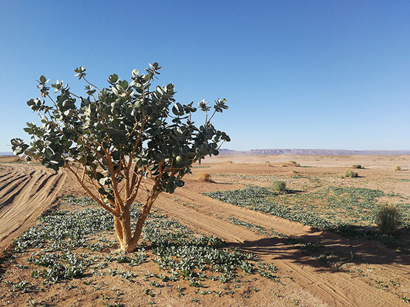 המראות והנופים במרוקו מגוונים להפליא - מדיונות מדבריות ועד לעמקים פוריים