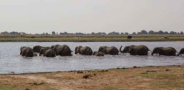פילים חוצים את נהר הצ'ובה | צילום: ענת דיציאן