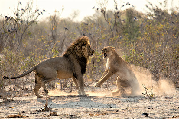 חיזור כושל. אריה מנסה את מזלו,ללא הצלחה. שמורת מורמי בבוצוואנה | צילום: רמי דיציאן