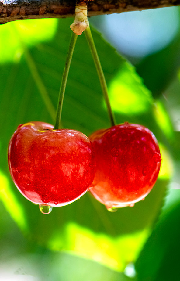 כתם הפרי: מתוק או חמצמץ, צהבהב או אדום