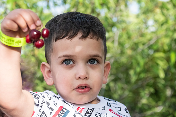 לא חשוב כמה דובדבנים נותרו על העצים, ילדים תמיד נהנים לקטוף ולאכול (וגם המבוגרים כמובן)