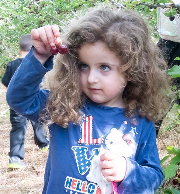 לא חשוב כמה דובדבנים נותרו על העצים, ילדים תמיד נהנים לקטוף ולאכול (וגם המבוגרים כמובן)