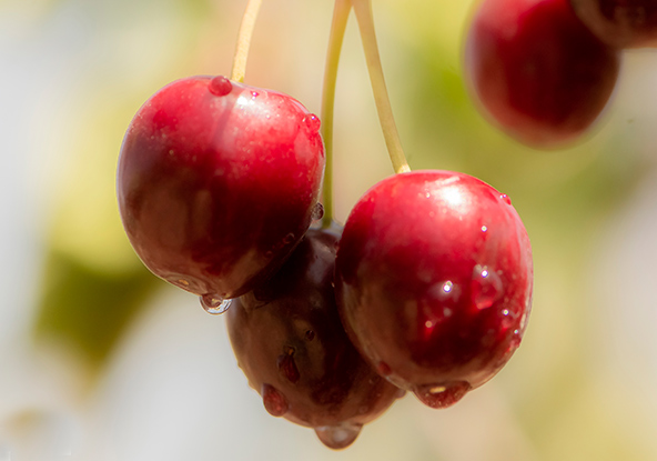 דובדבים על העץ. הפגמים הקטנטנים רק מוסיפים ליופיים