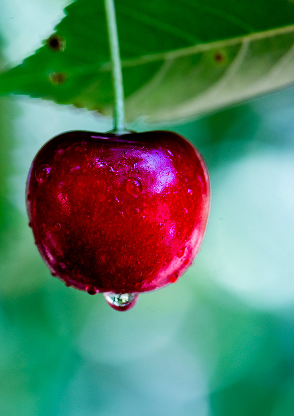 דובדבים על העץ. הפגמים הקטנטנים רק מוסיפים ליופיים