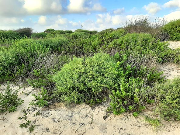 הפארק האקולוגי באשדוד