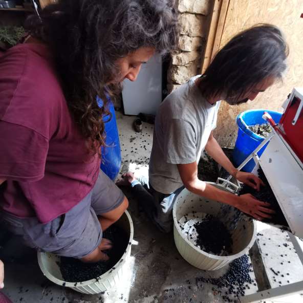 הסוד הגדול של איכות היין של צור