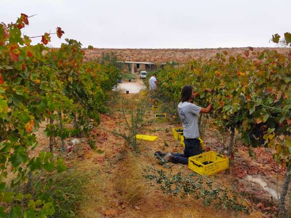 צור מגדל כרמי גפנים ליין בהר הנגב