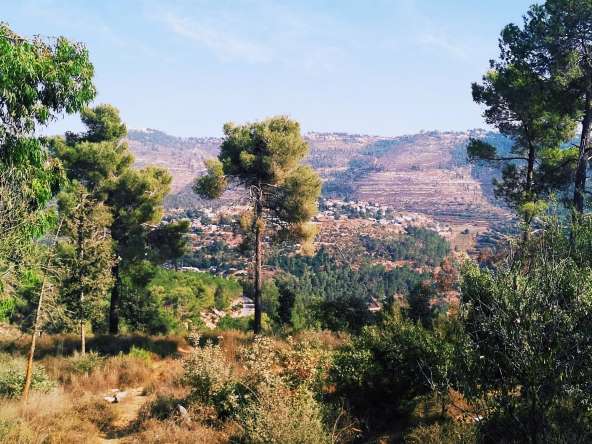 התמקמתי ביער ירושלים, בין עצי אקליפטוס אוסטרלים שמרגישים בבית