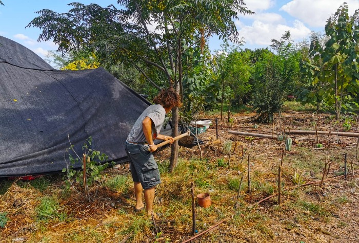 השתילים צמחו והיו לעצים, וחלקת היער הפכה לפיסת גן עדן. צילומים: רונן רז