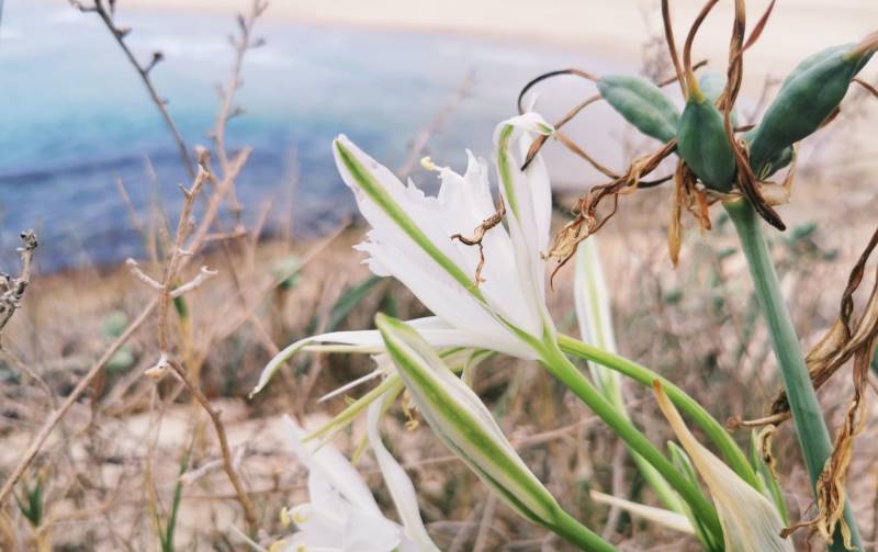 חבצלות חוף אחרונות