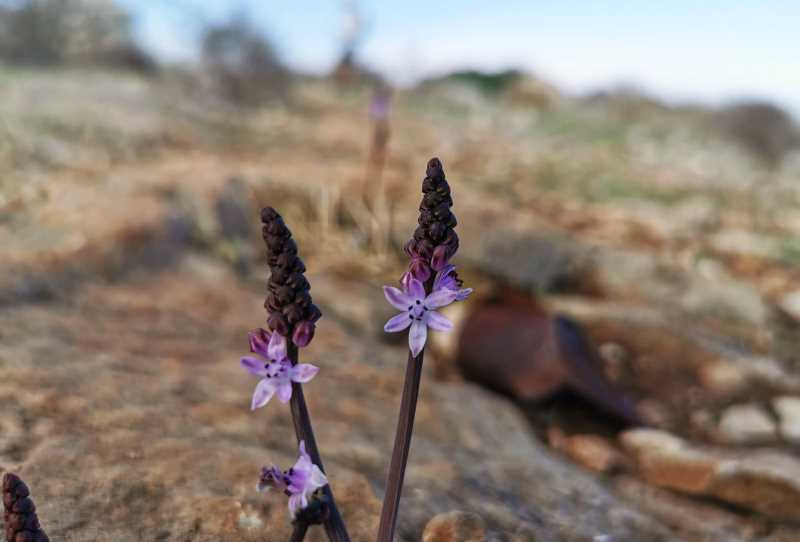 בן חצב סתווני: פעמון הגשם