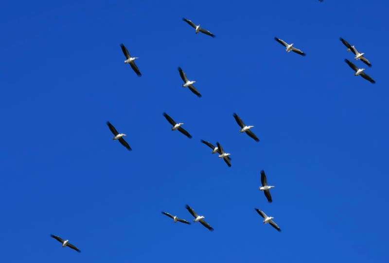 להקות של שקנאים יורדים מן השמיים