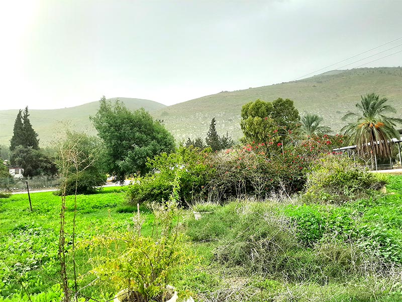 ירוק הוא העמק. עמק חרוד, ליד קיבוץ חפציבה. ברקע - הגלבוע | צילום: רותם בר כהן