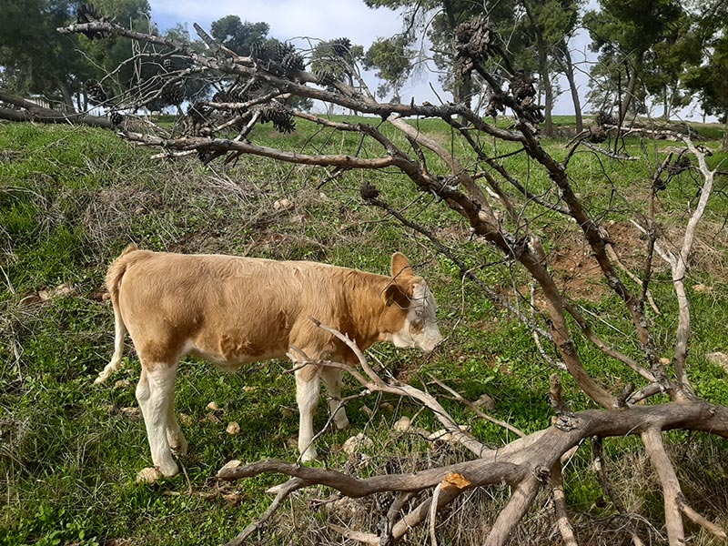 שווייץ זה כאן... מפגש מזדמן בטיול ג'יפים בגלבוע