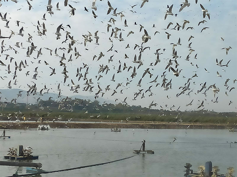 בריכות הדגים בעמק הן חגיגה לאוהבי ציפורים | צילום: דני הרן