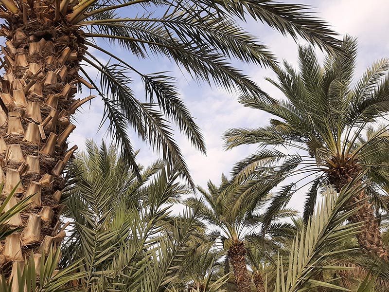 מטע תמרים בטירת צבי. הקיבוץ הוותיק הוא גדול מגדלי התמרים בארץ | צילום: רותם בר כהן