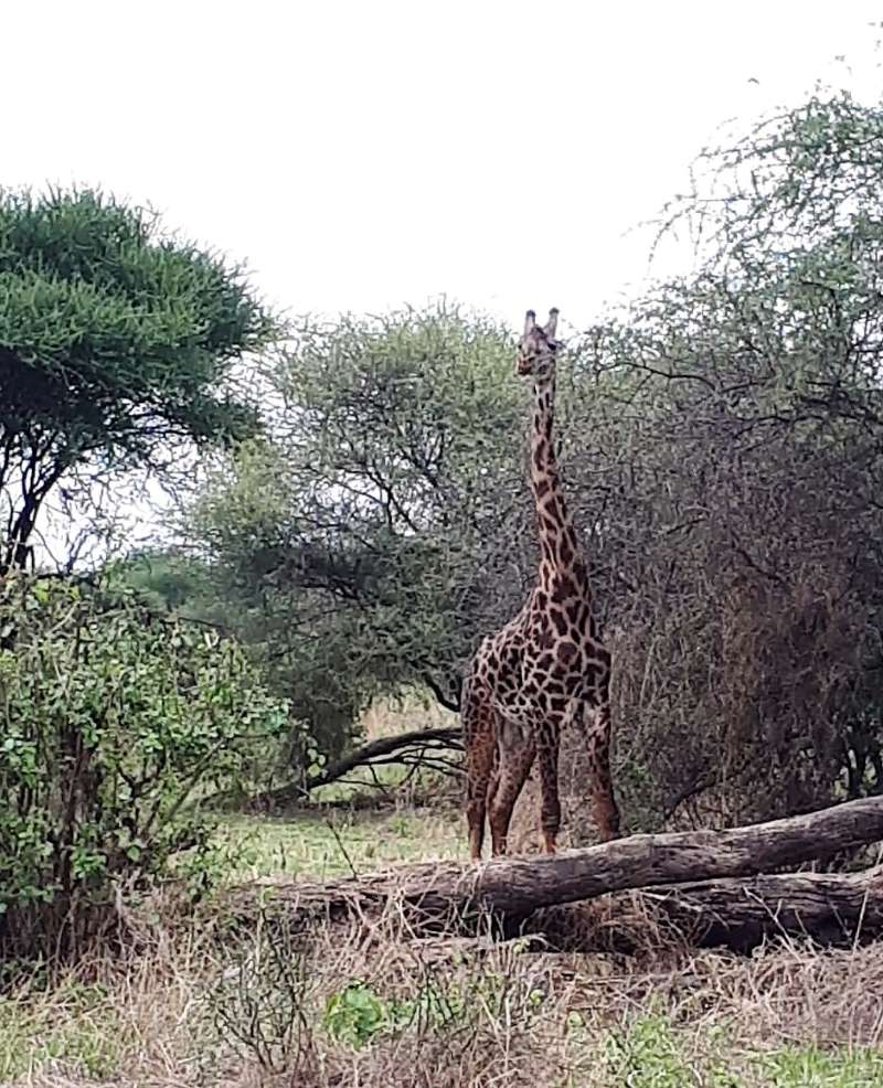 4 ימי ספארי עם לינת שטח בשמורות טרנגירי, נגורונגורו וסרנגטי