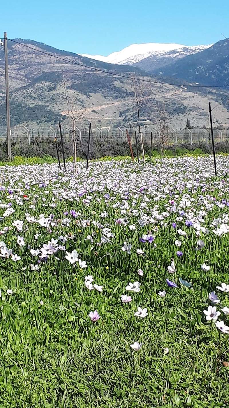 פריחת כלניות על רקע החרמון