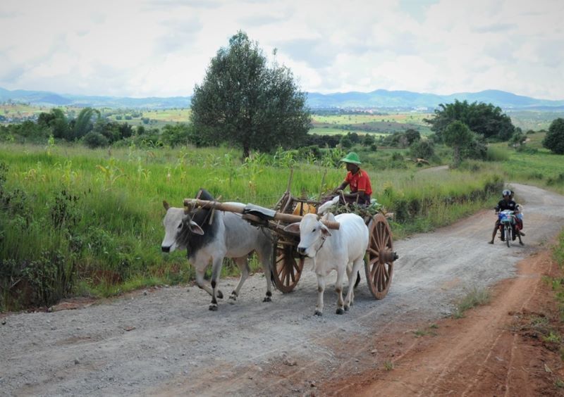 איכר ברמת השאן נוהג ברכב הכי נפוץ במינאמר (צילום ליאור עלמא וקסלר)