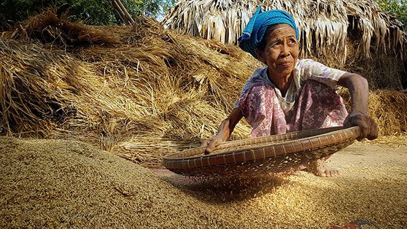 הפרדת הגרעינים מהמוץ (צילום ליאור עלמא וקסלר)