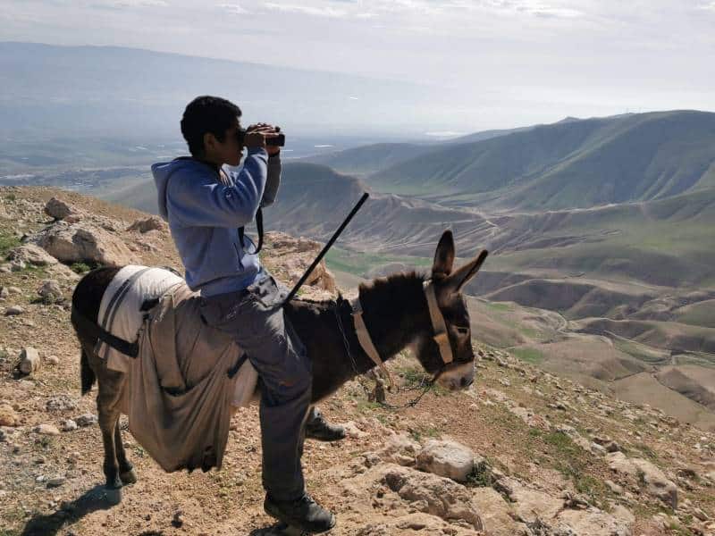 קולו של מחמוד רועה הצאן התגלגל על פני ההרים, הוא סילסל, הוא שר, בשפתם הבלעדית של הרועים והצאן
