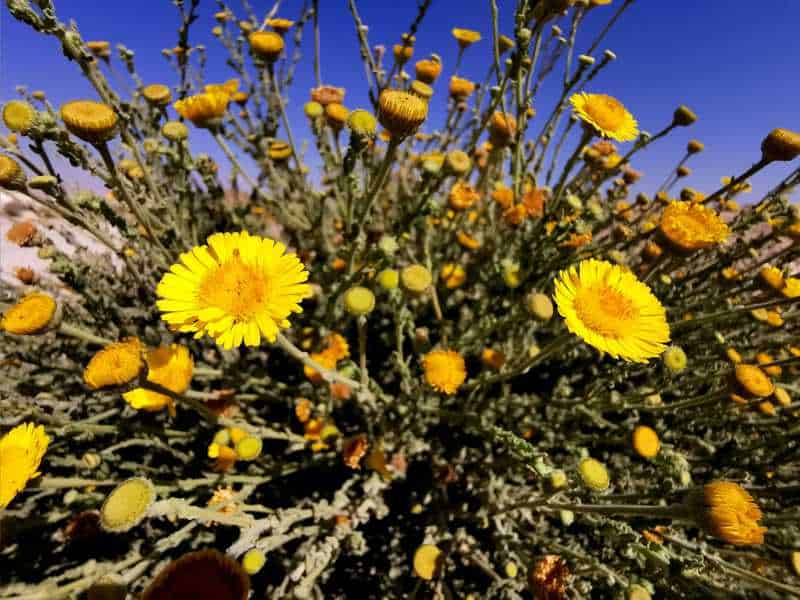 הפרעושית פרחה בכריות של פרחים צהובים דמויי שמש וקרניים והפיצה ריחות נעימים