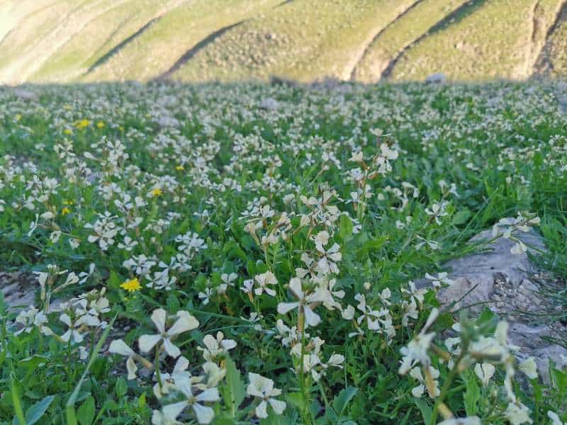 כסות ירוקה עטתה על מדרונות הקירטון כמו פרווה על גוף עירום