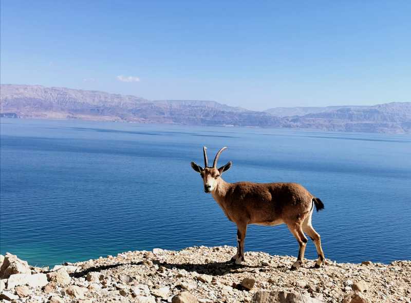 יעל נובי מול ים המלח והרי אדום