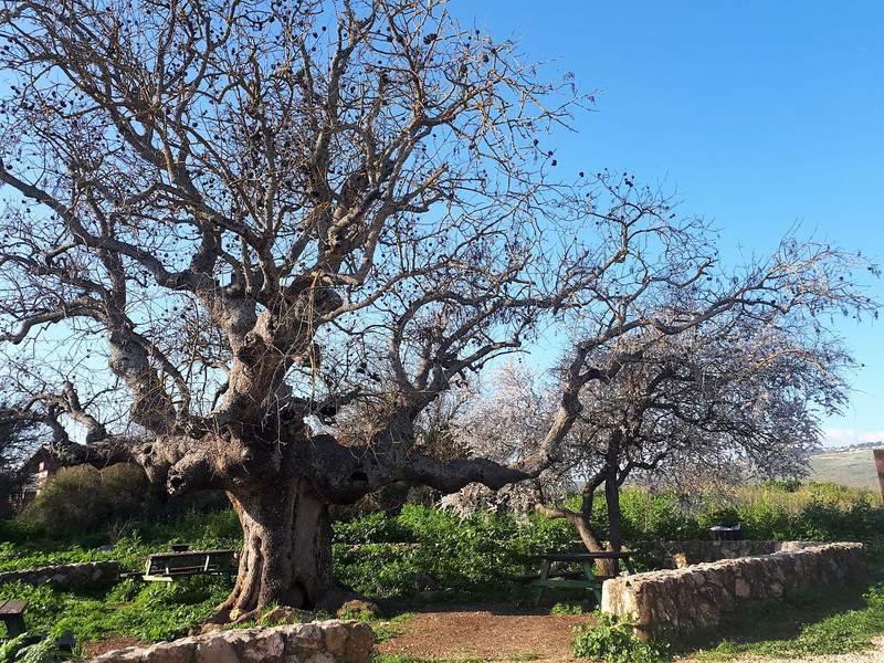 אלה עתיקה בחניון האלה