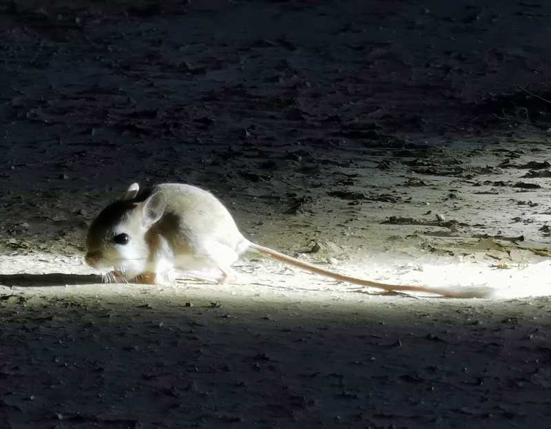 ירבוע קטן קפא על עמדו מול אלומת האור ויכולנו לרדת מהג'יפים ולהתקרב אליו