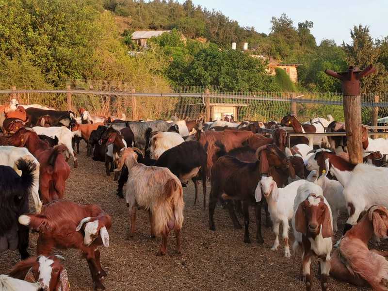 נסעתי כברת דרך קצרה אל מעבר לכפר אוריה, אל חוות שמשון של עמיר דרומי