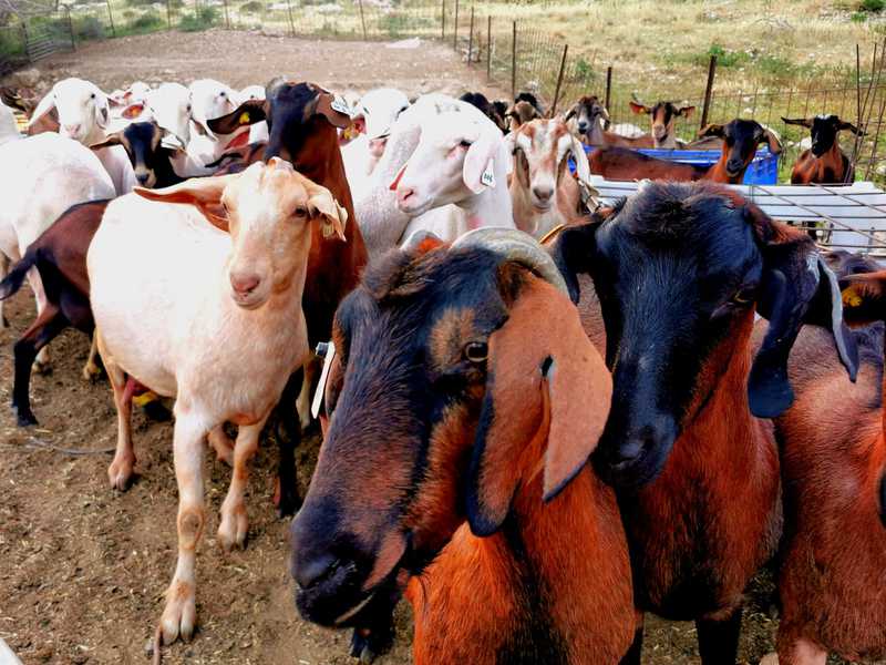 קיצור תולדות גבינות העיזים