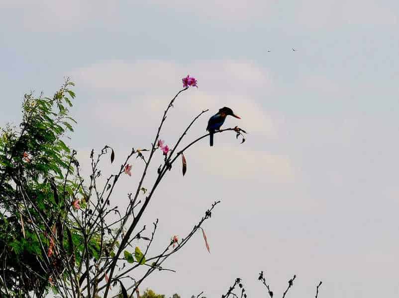 נוסע לחוף המכושף של מכמורת וטובל בים בין סלעים עם הדגים ושושנות הים