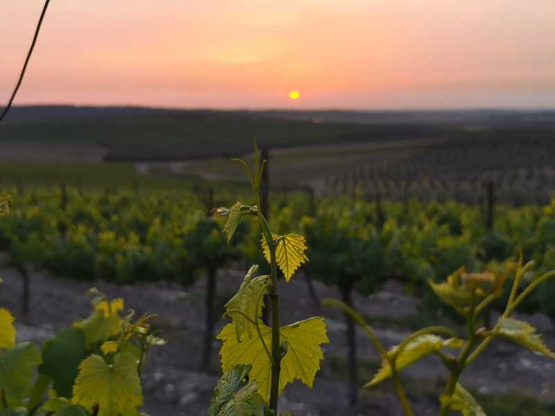 אני תוהה כיצד ייראו הרי יהודה וירושלים כעת ללא אותן חוות עלומות שיצרו פינות מכושפות בחיק הטבע