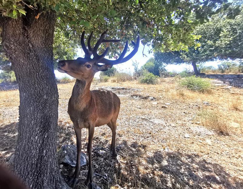 בחוות עקדו את האיילים יפי הכתרים, חתכו את הקרניים בשלב הקטיפתי ושחררו אותם חסרי און