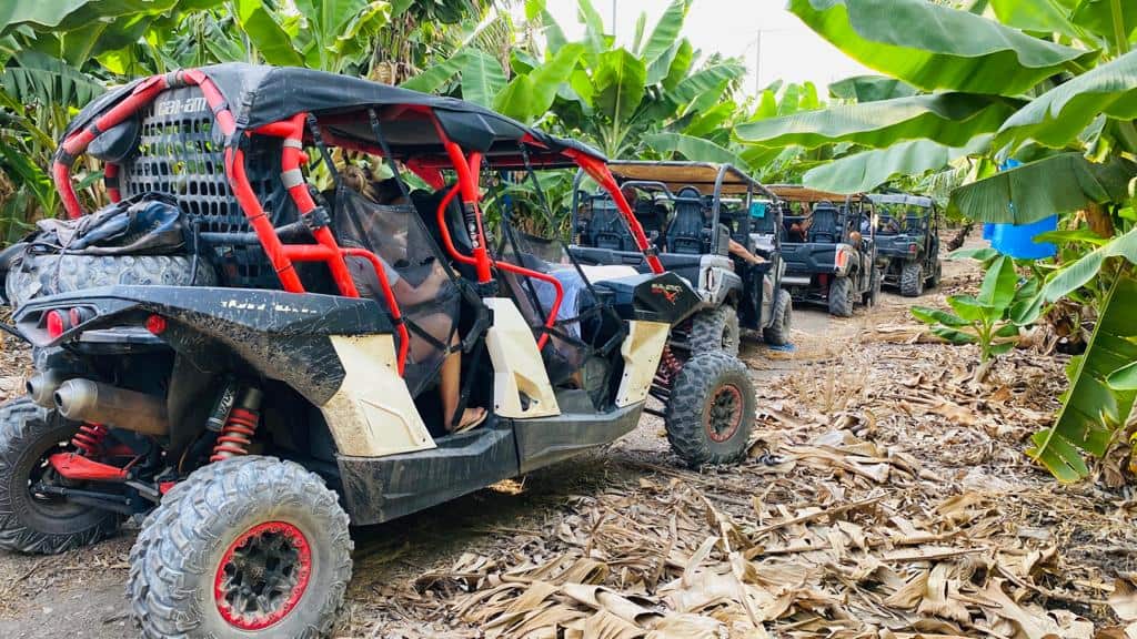 הרייזרים של סי רייזר במטע בננות