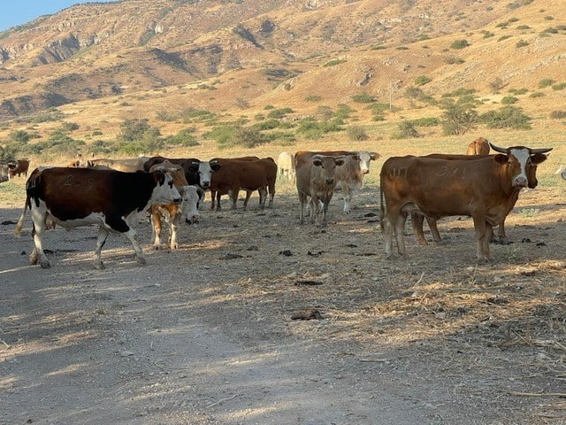 פרות חוצות את הדרך. ממראות טיול רייזרים בדרום רמת הגולן
