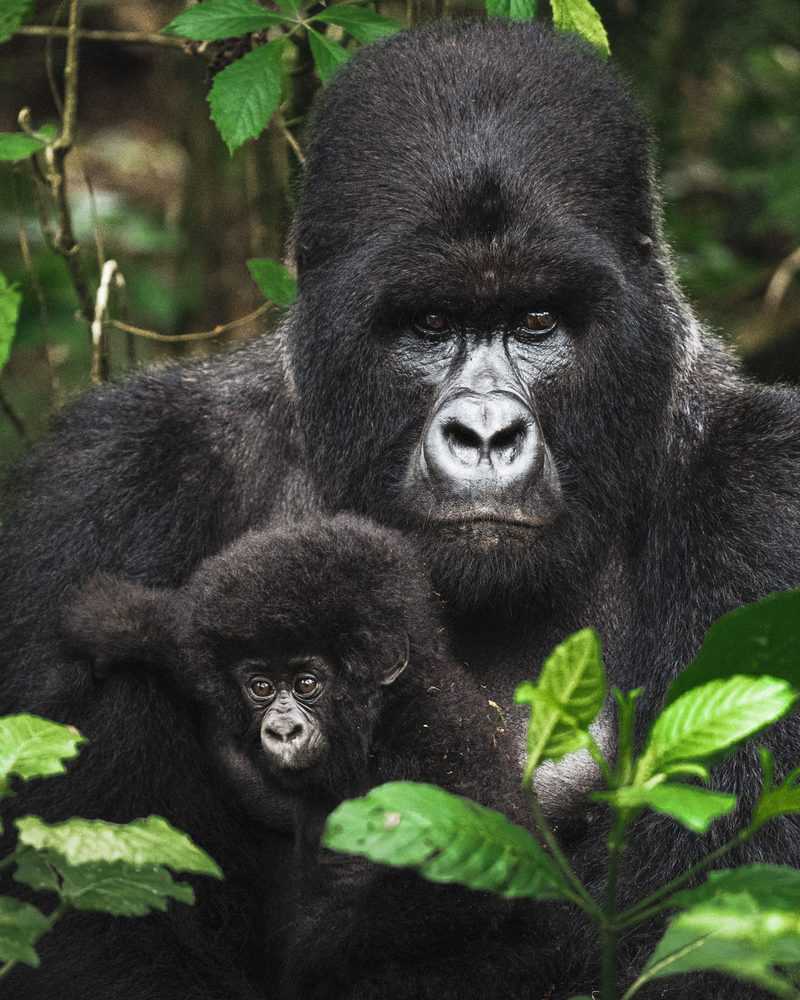 חיבוק בין-דורי: הזכר השליט וגור צעיר שמתכרבל בחיקו