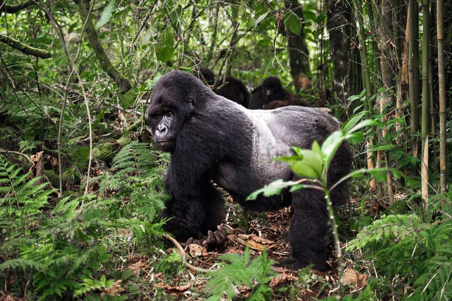 הזכר השליט, כסוף הגב. אף אחד לא מערער על מעמדו הרם במשפחת הגורילות