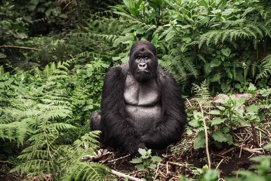הזכר השליט משקיף על משפחתו, משגיח שהמטיילים לא יתקרבו יותר מדי