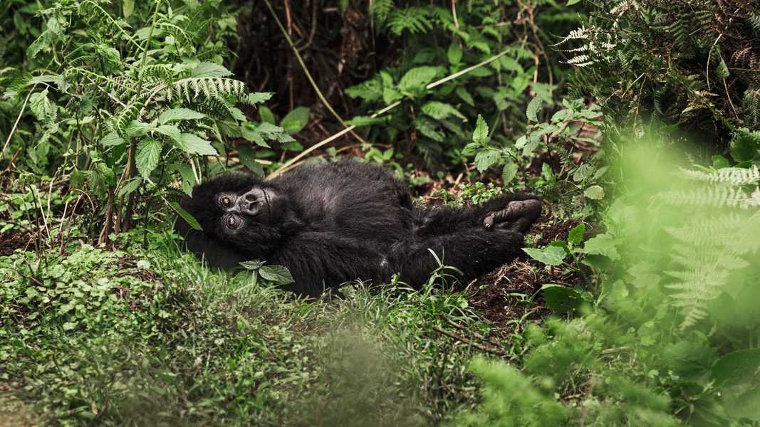 גורילה צעיר משתעשע ביער
